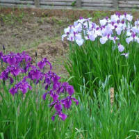 明治神宮御苑　　花菖蒲田に150種、1500株の花菖蒲　　　4