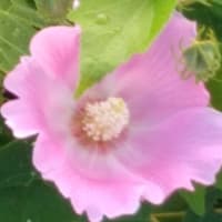 朝の散歩みち