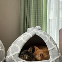 ベッドはふたつ、ありますが