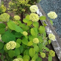 土曜日から、ずーっと雨・・・。今朝は、時折雷も伴って降っています！！