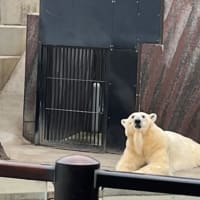 シャオシャオのおしり