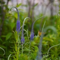 庭の紫陽花たち　少し咲き進む　　　　　　2024.06.04.（2）