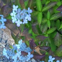 芒種の気になる花さんぽ①紫陽花