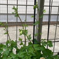 2025.4.20 もうすぐバラの季節