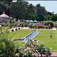 「敷島公園ばら園」の バラ