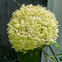 科学への希求
