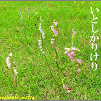 短歌写真2576　忘れずに