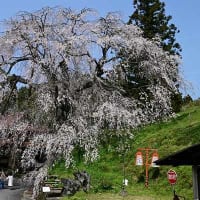 2024年3月30日木次桜まつりで撮影