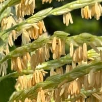 トウモロコシの雄花と雌花