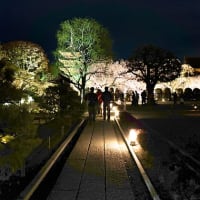  2025　京都さくら旅③（東寺-2）
