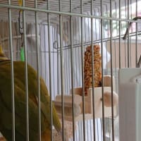 ウロコのがっちゃん　・新しいおやつ③　・ベルヘルメット