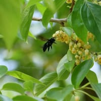 マメガキの花にタイワンタケクマバチ