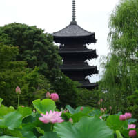 2022年・東寺の蓮　＠　京都妖怪探訪（７９０）