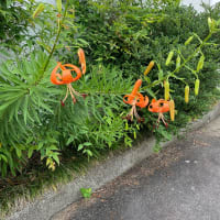鬼百合
