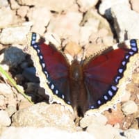 高ボッチ高原・鉢伏山で最近見る事の出来る昆虫 キベリタテハ