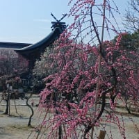 梅花見