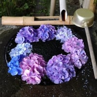 パスタ・ボロネーゼ　と　菩提寺の紫陽花