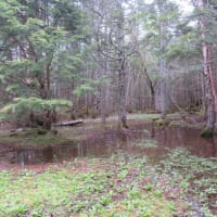 凡のひとりごと　　　　八ヶ岳、ミドリ池