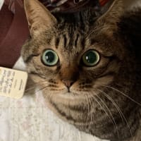 なぜか……寝れない