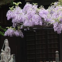 咲き始めた葛井寺の藤の花