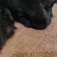 黒猫タイム　顔を覆います