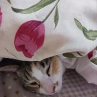 教皇選挙
