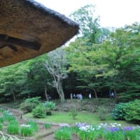 明治神宮御苑　　花菖蒲田に1500株のきれいな花菖蒲　　　5