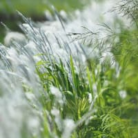 延岡ふるさと里山のチカラ再発見写真館NO 3484