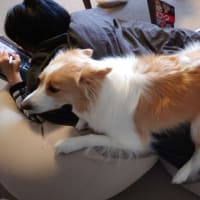 🐾クッション大好き🐾