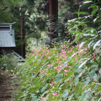 岩湧寺に秋海棠を見に行きました。