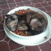 子猫が眠っている　(a kitten sleeping in the cradle?)