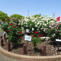 ５月例会「空港ウォーク・駕与丁のバラ見学」（福岡県粕屋町）