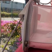 今日も　ピーコに　見守られて・・・(´∀｀*)ｳﾌﾌ