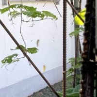 今年も食べられています！？