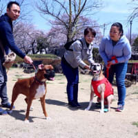 ナッセリーワン子 in 松本 ( Nursery Boxers in Matsumoto city )