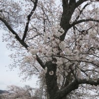 今年も桜を見に。