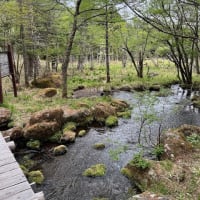 春歌う緑の氣満る森行けば・・・富士山めぐりと信州春旅2025＜４＞