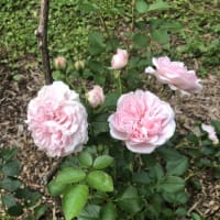 【札幌市豊平区　2025豊平公園の花④】