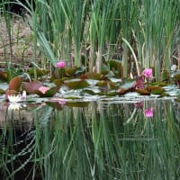 ぶらぶらフォト　日本庭園のスイレン池