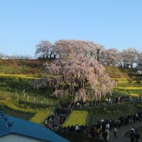 4/13（土）その1　三春滝桜