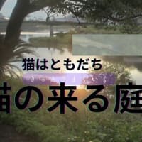 猫とも：「猫はともだち猫の来る庭・みんなの猫」(=^・^=)/