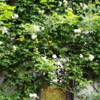布引ハーブ園は花盛り