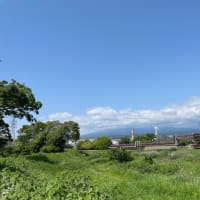 ヨモギを摘んで干す