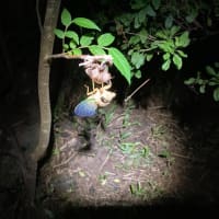 クマゼミの羽化を見るのは久しぶり〜！