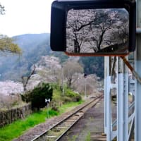桜に包まれた思い出の駅-京都府笠置町：笠置駅