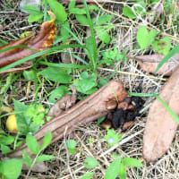 わが家の果樹園、ウメの収穫をしました。