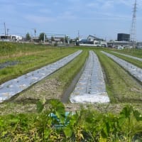 なすの除草など