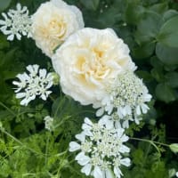 薔薇の季節