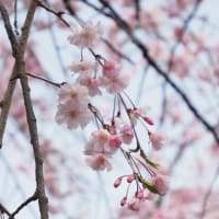 春らんまん②・・・八重桜と御衣黄桜&お寺の桜といろいろ