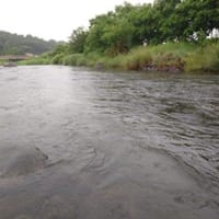 地元河川。雨で、短時間！撤収